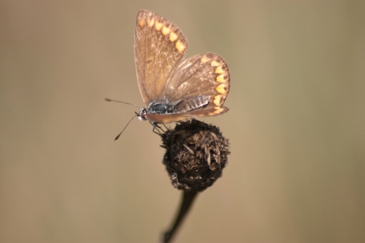 Polyommatus sp. (cfr. thersites/icarus)